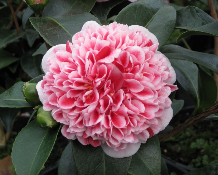 Garden Centre Association tweet media