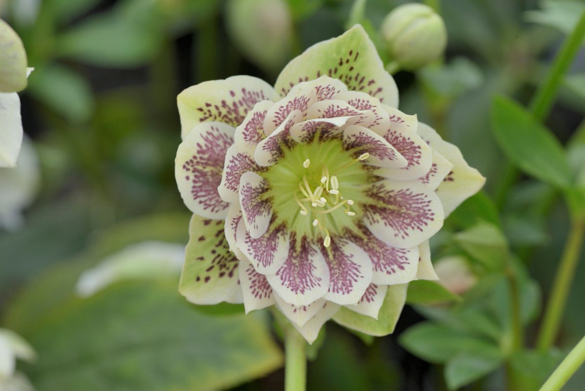 Garden Centre Association tweet media