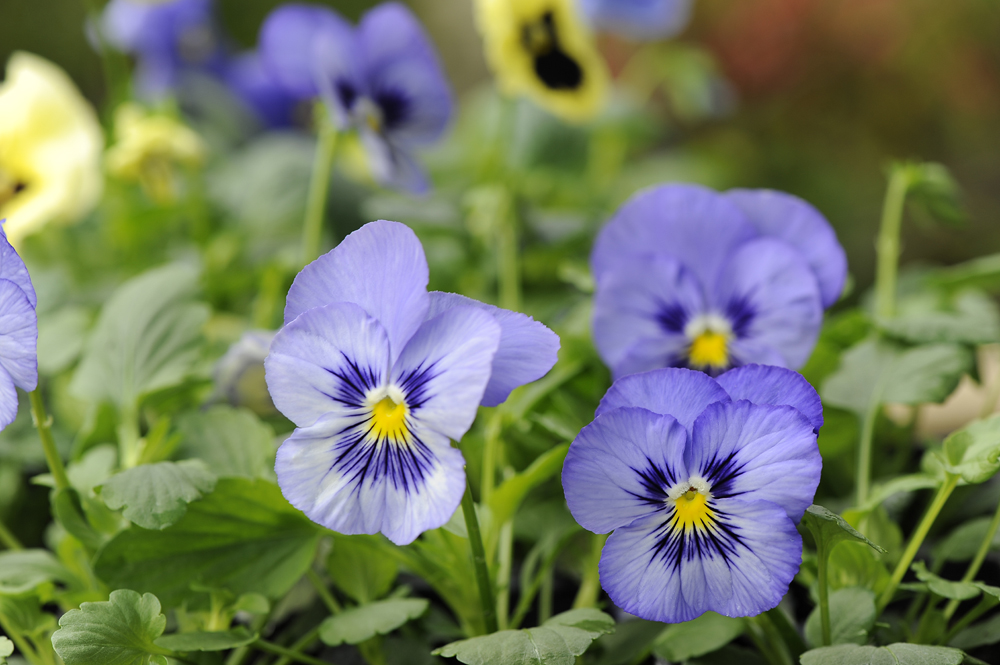 Garden Centre Association tweet media