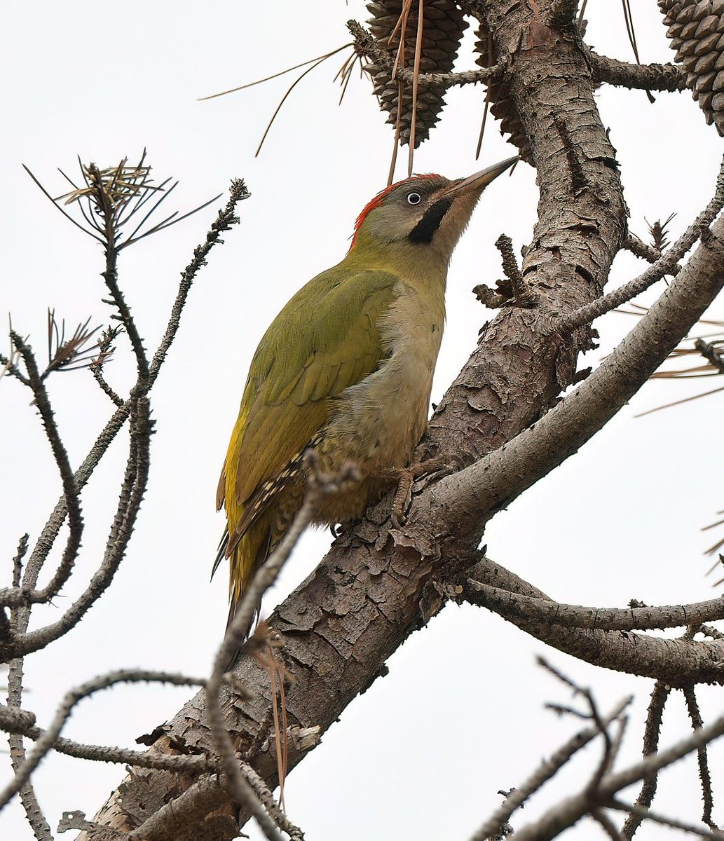 Dennis Morrison tweet media