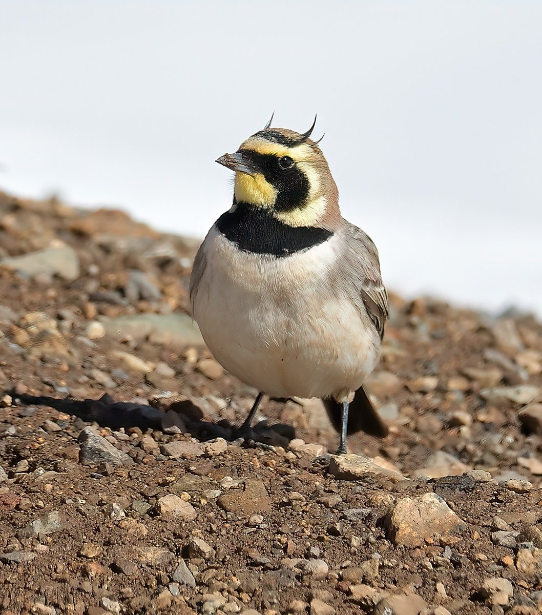 Dennis Morrison tweet media