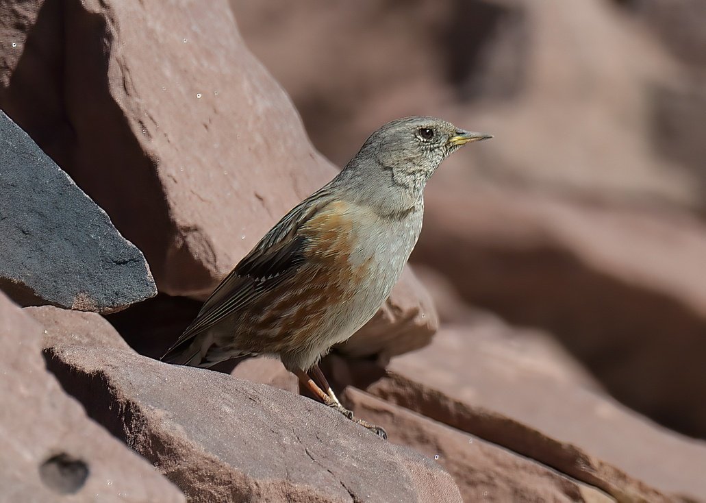 Dennis Morrison tweet media