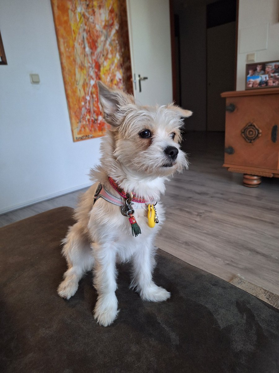 Antonie Niessen tweet media