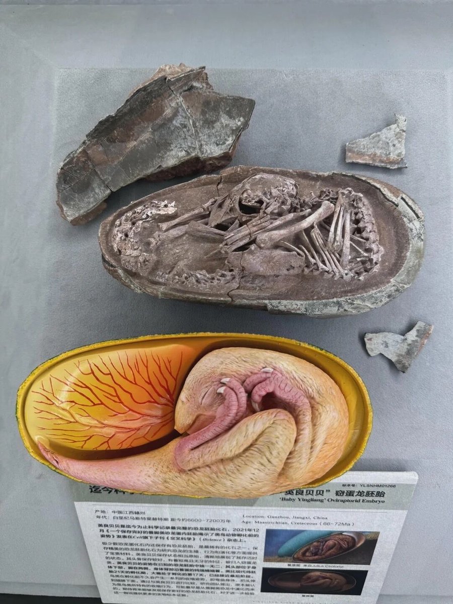 حول العالم tweet media