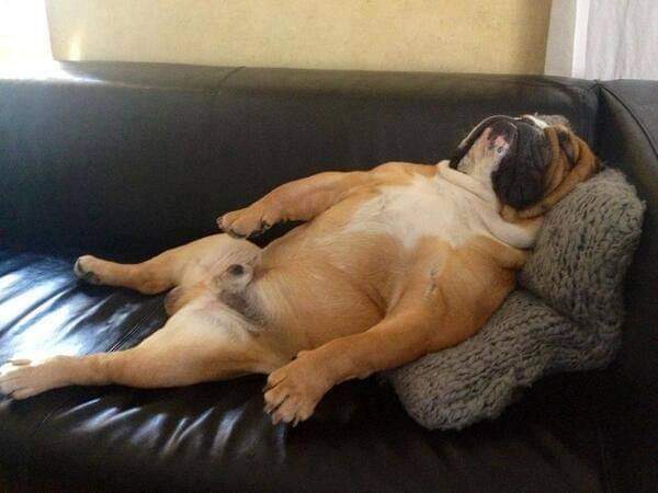 RayHotchin's tweet photo. "  I could of won Crufts but couldn't be arsed  "  ##englishbulldogs #bulldogs https://t.co/jq9Z3AjIUv