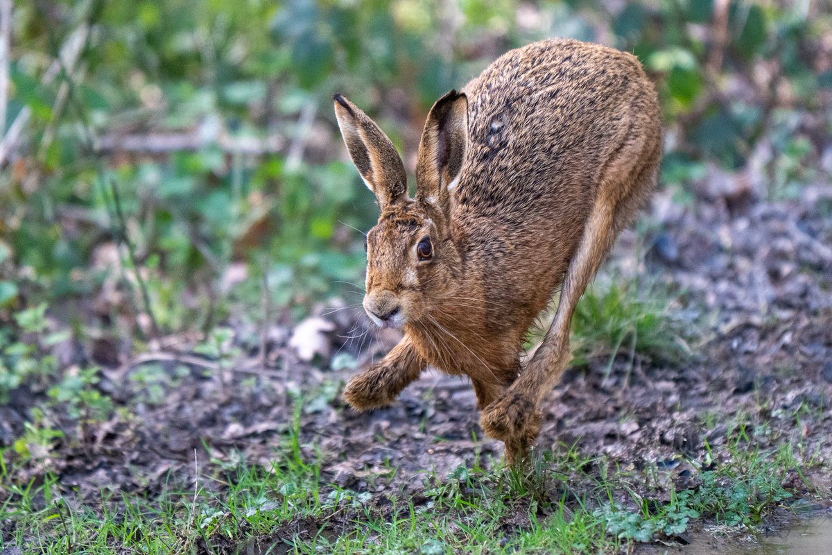 The Stoic Terrierman tweet media