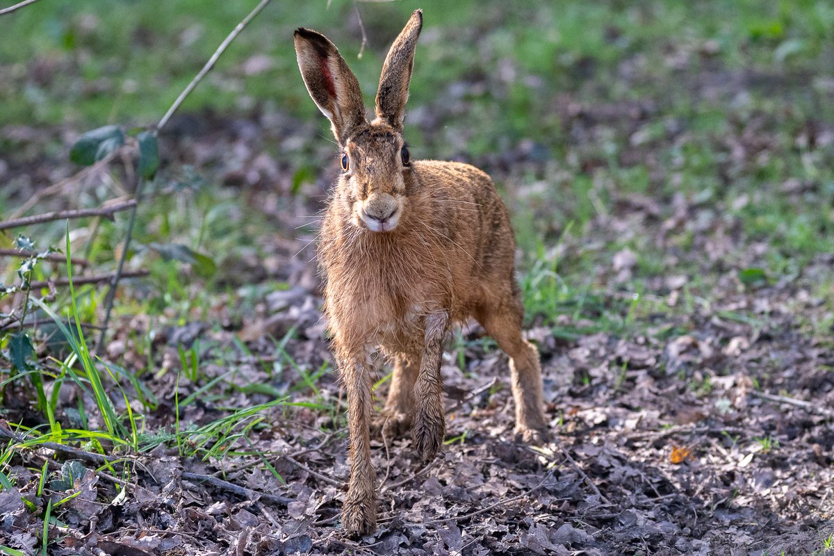 The Stoic Terrierman tweet media