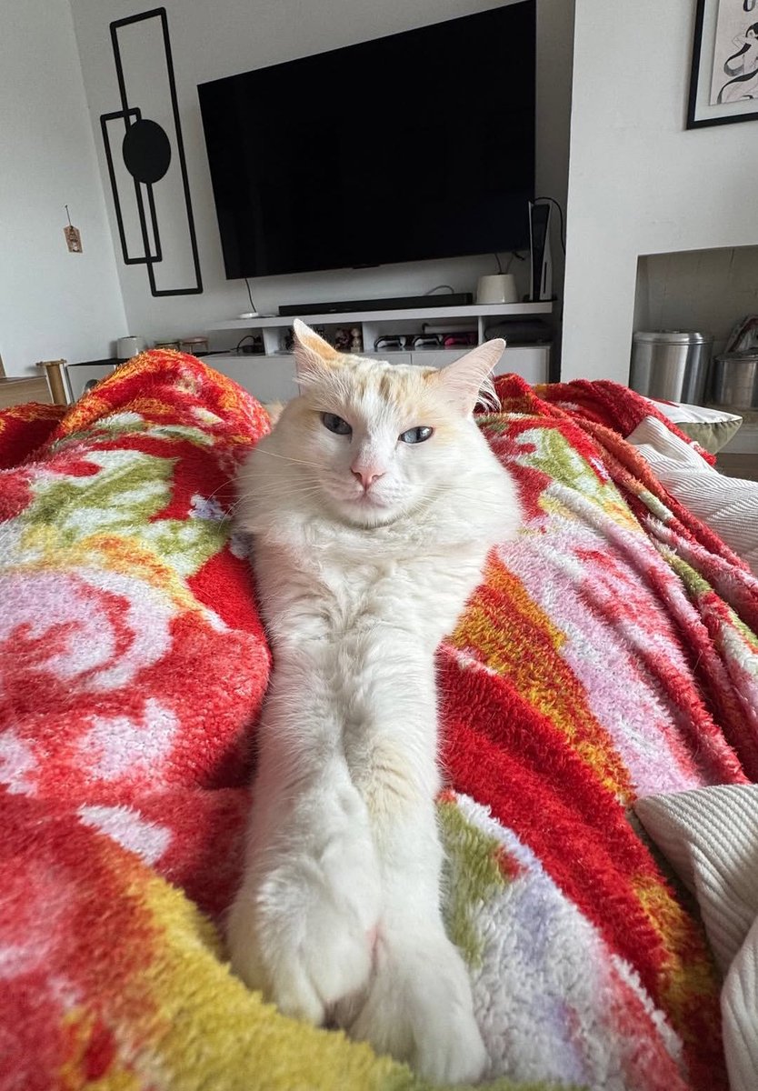 cellpets tweet media