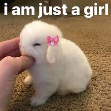 𝓑𝓾𝓷𝓷𝔂 𝓟𝓻𝓮 𝓓𝓮𝓫𝓾𝓮 tweet media