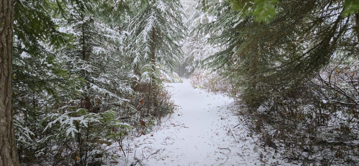 🤍 SilverMelody 🤍 tweet media