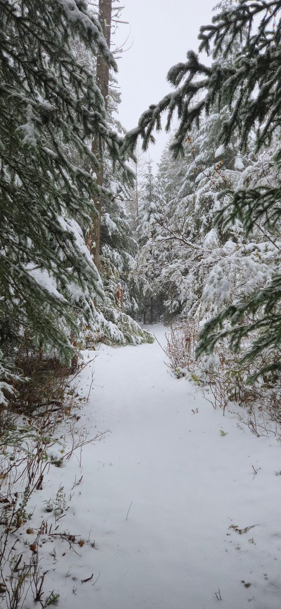 🤍 SilverMelody 🤍 tweet media