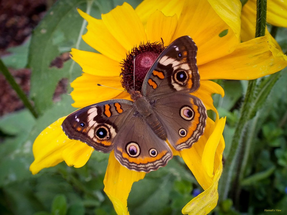 Hannah's View tweet media