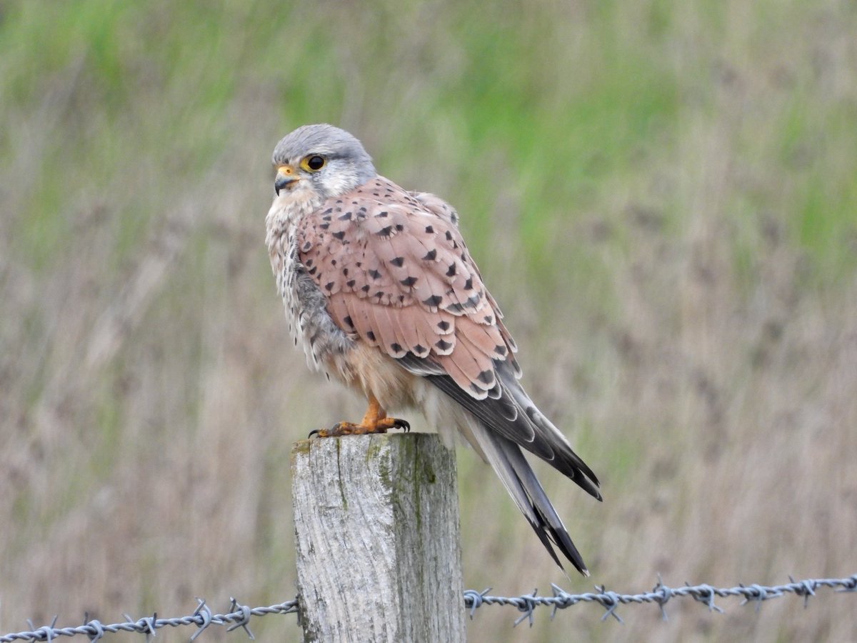 Alan Boddington tweet media