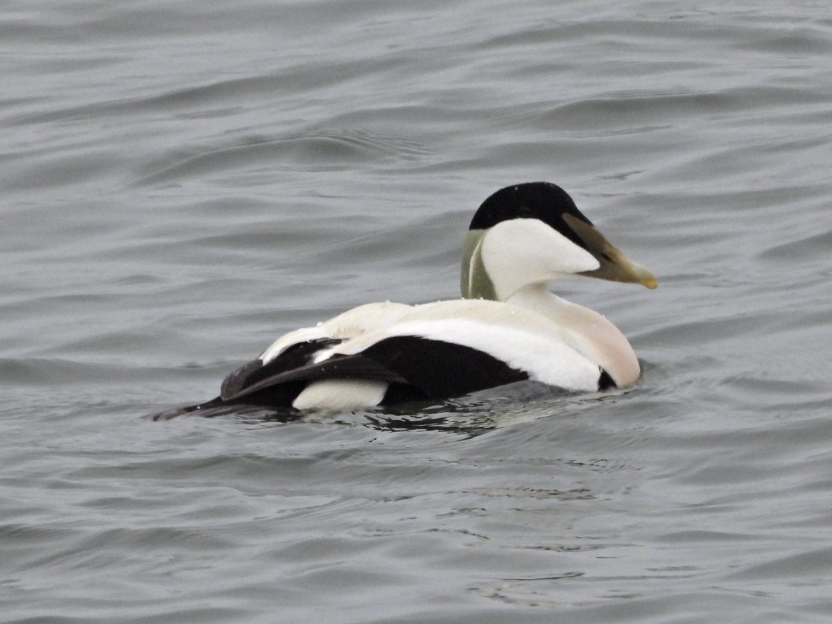 Alan Boddington tweet media