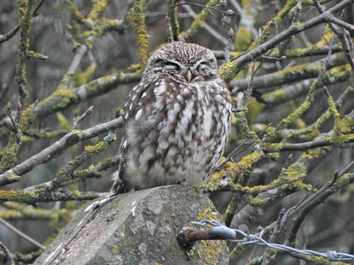 Alan Boddington tweet media