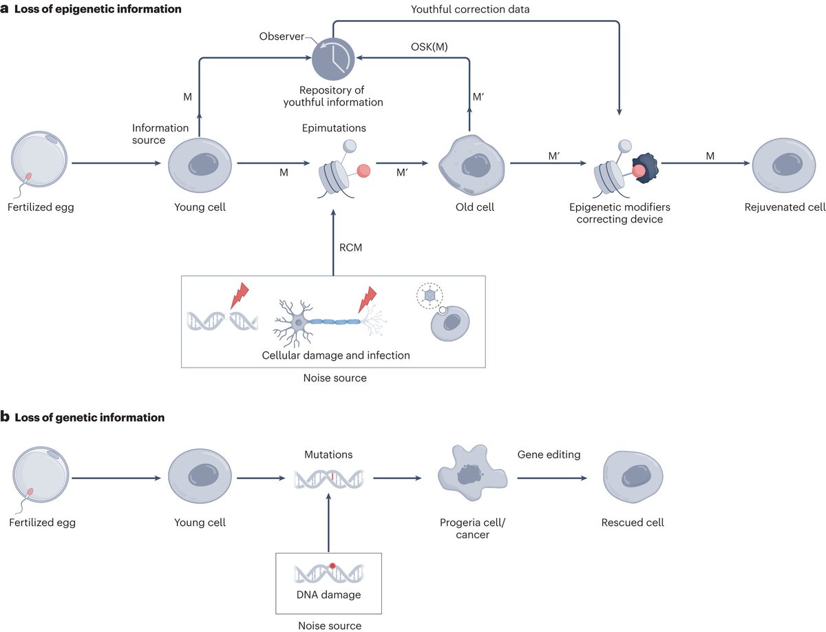 Scientists have shown that epigenetic 
