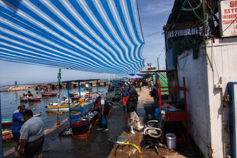 🧐🦈 El tollo, vendido barato en los mercados de #Chile, esconde una realidad preocupante: se trata de tiburones costeros al borde de la extinción. Científicos advierten que su captura sin cuotas ni tallas mínimas podría llevarlos al colapso. es.mongabay.com/2026/03/tollos…