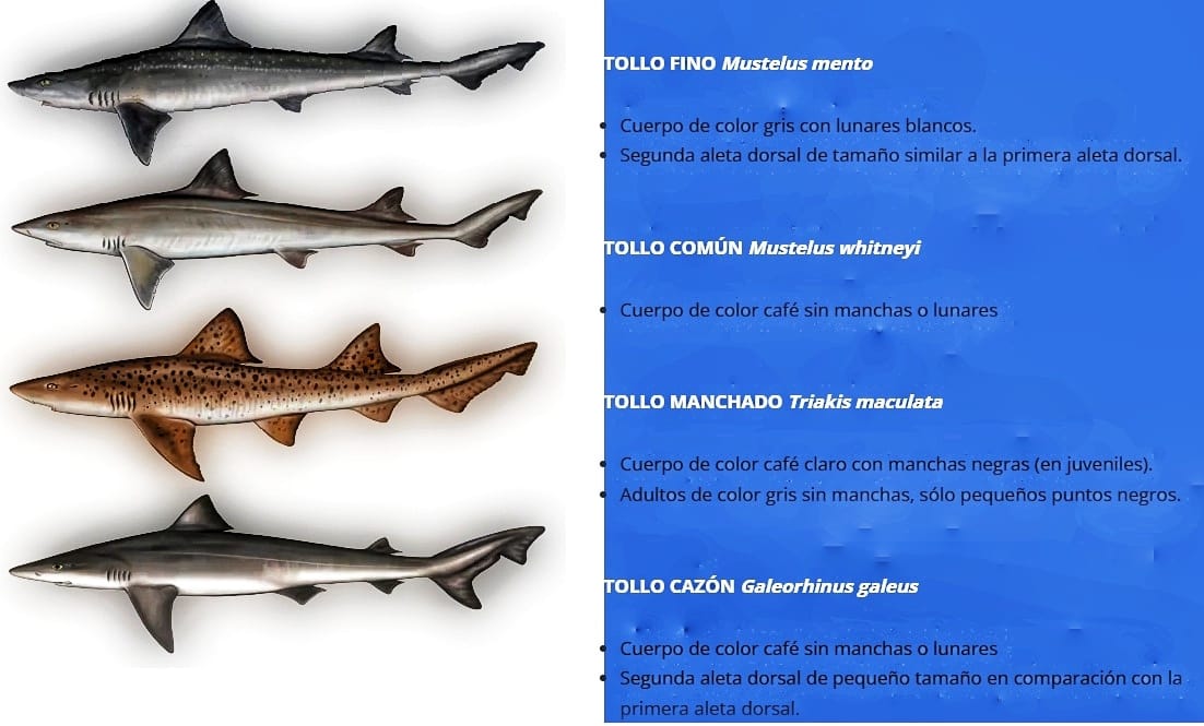 Mongabay Latam tweet media