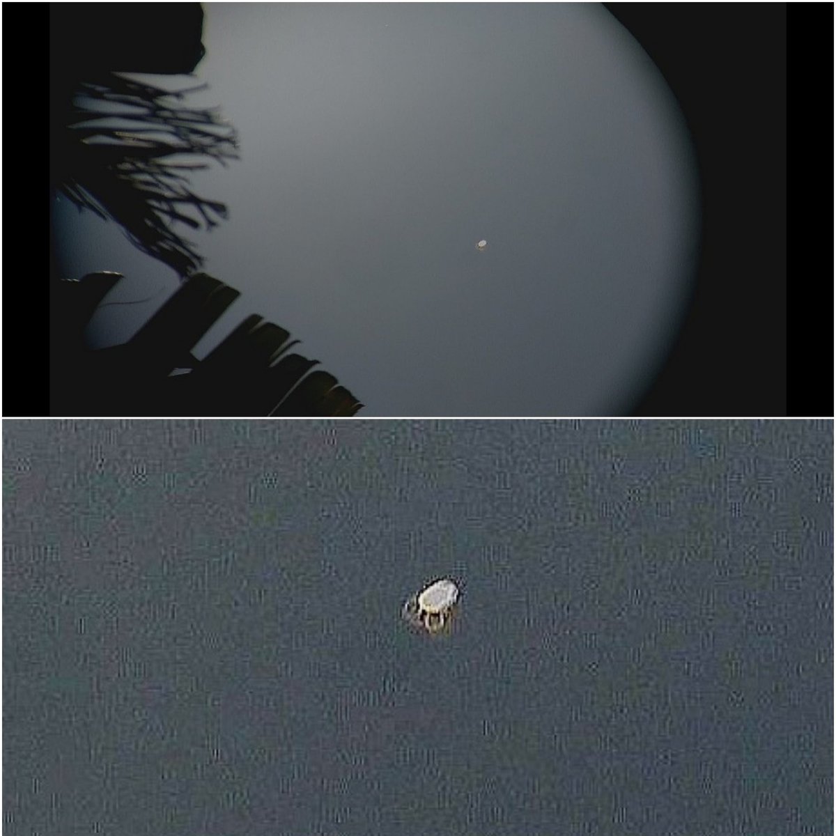 Tom SkyWalker tweet media