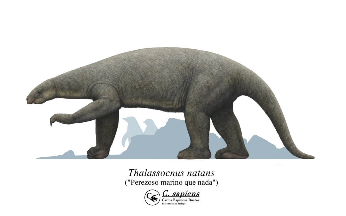Carlost_sapiens's tweet photo. Dibujo digital de un perezoso gigante de la especie Thalassocnus natans. Este género se diferencia de otros perezosos al tener un habito semiacuático, con una dieta basada parcialmente en algas varadas o pasto marino.
#paleoart #groundsloth #thalassocnus #digitalart https://t.co/mQBJvqZEQT