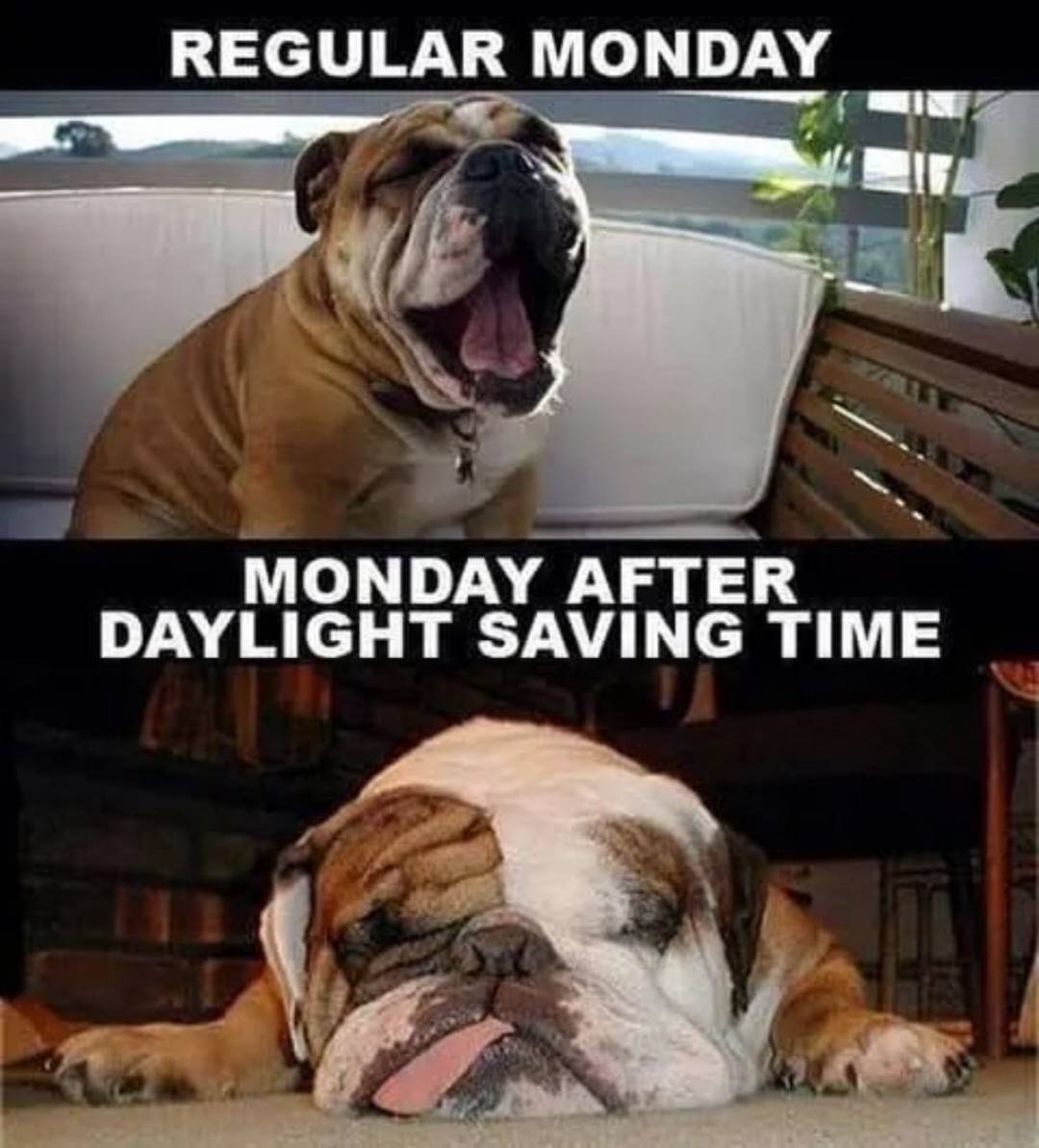 CleanAirMoms's tweet image. It's the Monday after we #springforward 😎 how do you feel? Your pets? 🤔 😎 ⁉️
