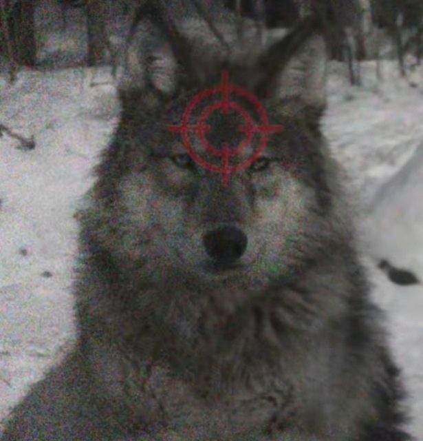 Ghost of Shtwt tweet media