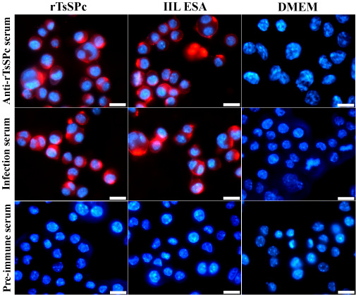 Parasite - The Journal tweet media