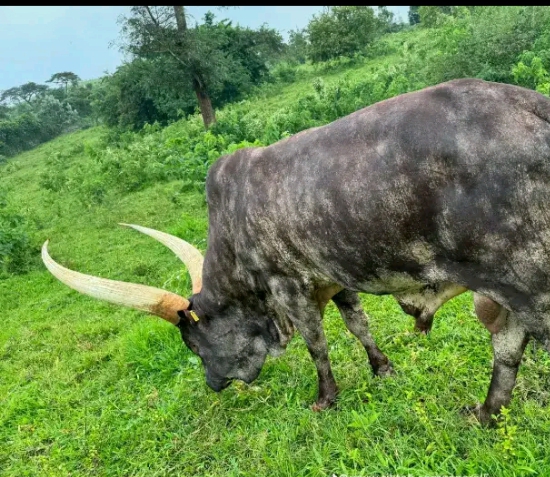 RonardKaku36880's tweet photo. A bull like that isn't just stock; he's a standout in the herd, a real eye-catcher that turns heads and probably gets priority when it comes to breeding.🐂🧑‍🦯 https://t.co/8GYQBAG4DK