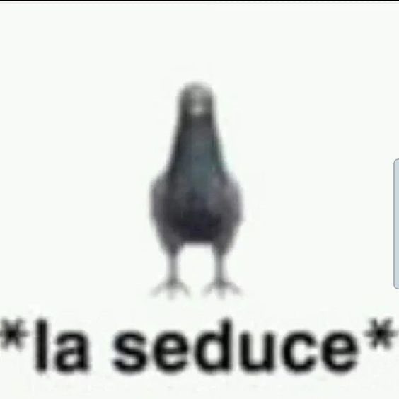 Maestra de los cuatro elementos tweet media