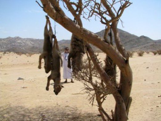 سعيد السهيمي tweet media