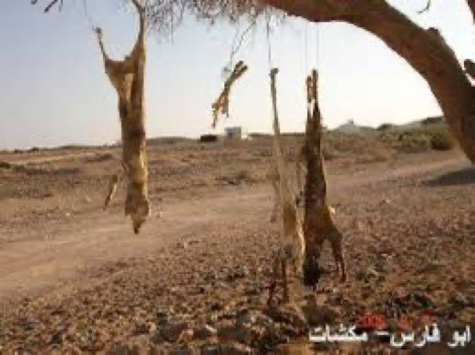 سعيد السهيمي tweet media