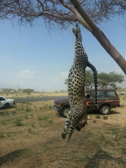 سعيد السهيمي tweet media