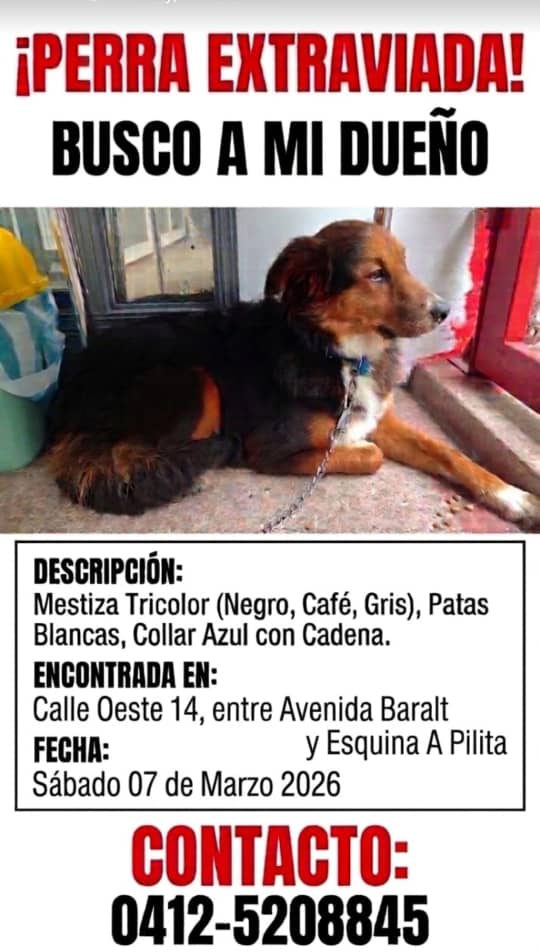 #Caracas

Se presume extraviada🐶🆘
Favor difundir♥️♥️♥️
Se busca a sus dueños🥹🥲