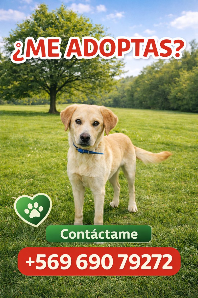 Fundación C.I.M.A. Chile tweet media