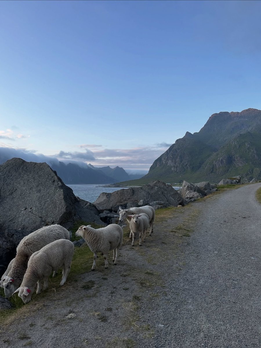 رحال tweet media