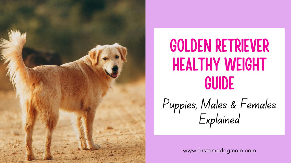 Is your Golden Retriever at a healthy weight? 🐕
Check the ideal ranges for males, females, and puppies + easy tips to tell.
firsttimedogmom.com/what-is-a-heal…

#GoldenRetriever #DogHealth