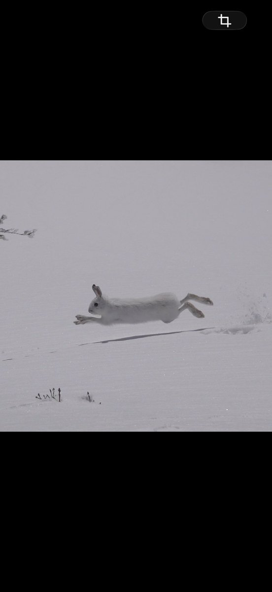多くの雪国のうさぎは、
後ろ足がとても大きく横に広い。

スノーシューのような役割になり、
体重が分散して 雪に沈みにくい
うさぎの足の裏には肉球がなく、
密な毛で覆われています。

この毛が以下の役割を担う
•雪をつかむグリップ
•冷えから守る断熱