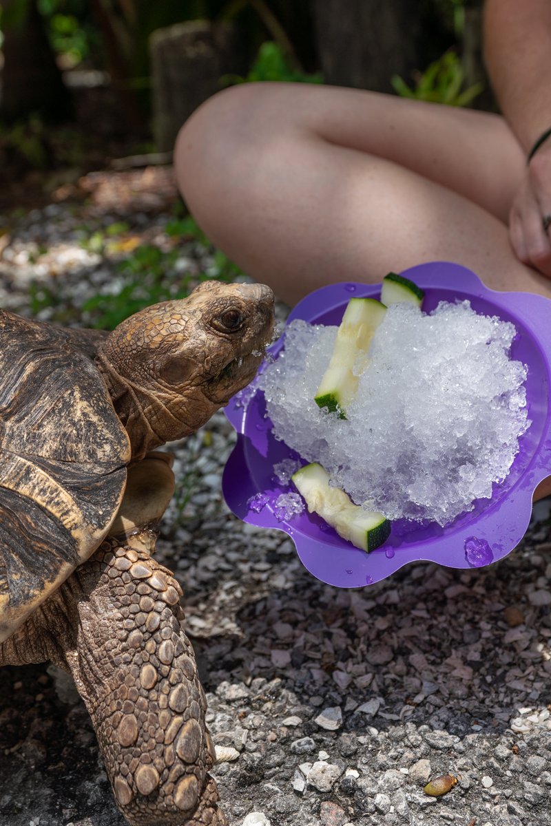 Naples Zoo tweet media