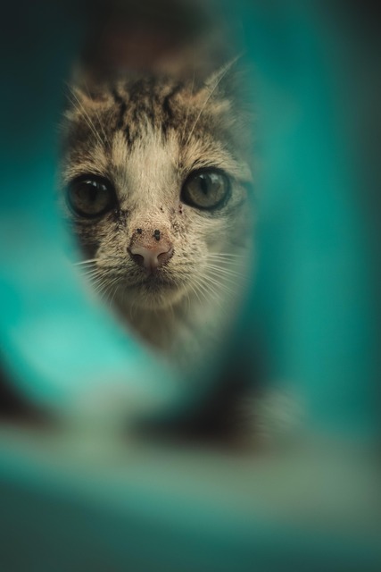 Yasin Padilla tweet media