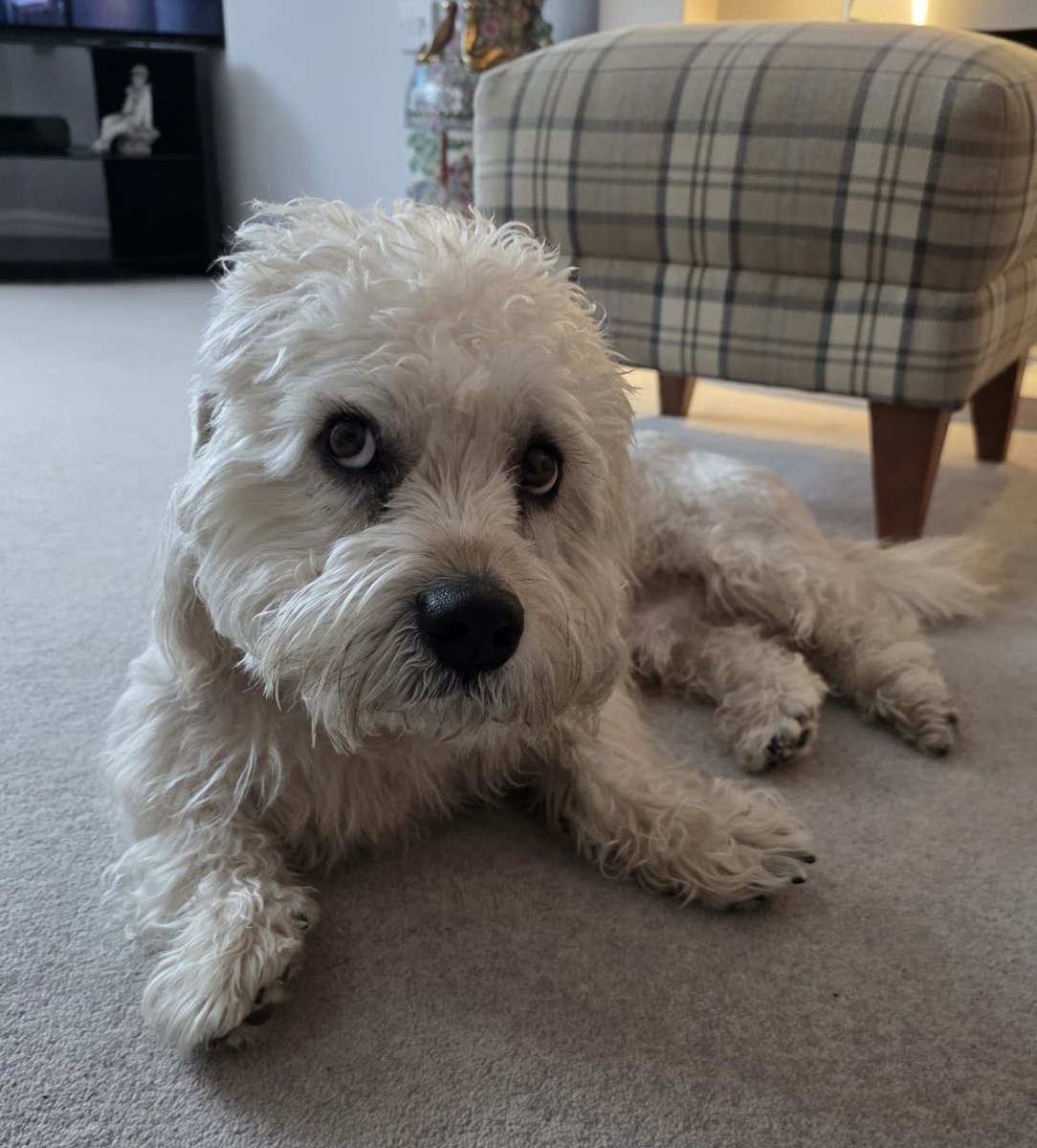 Trek This Out Podcast tweet media