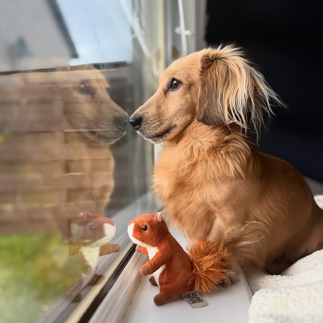 This is Stevie. He's on squirrel watch. His stuffed friend is also a squirrel, but he's one of the good ones. 14/10