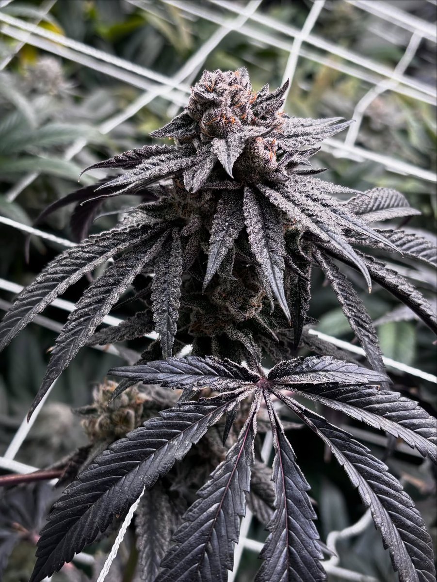 Lotus Nutrients tweet media