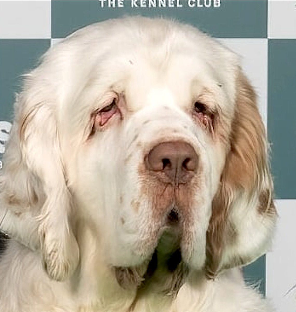 <a href="/selexiak/">👁️ SelexiaKray 👁️</a> This is the dog who won 'Best in Show' at #Crufts2026.
If you can't see what's wrong with this you need your head examined - or you are a #Crufts breeder/judge.
#AnimalCruelty #BoycottCrufts