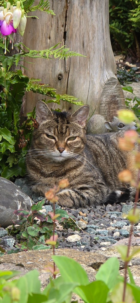 Princess Amy 🌈 👑🌻🧡🐒🐸🌿 tweet media