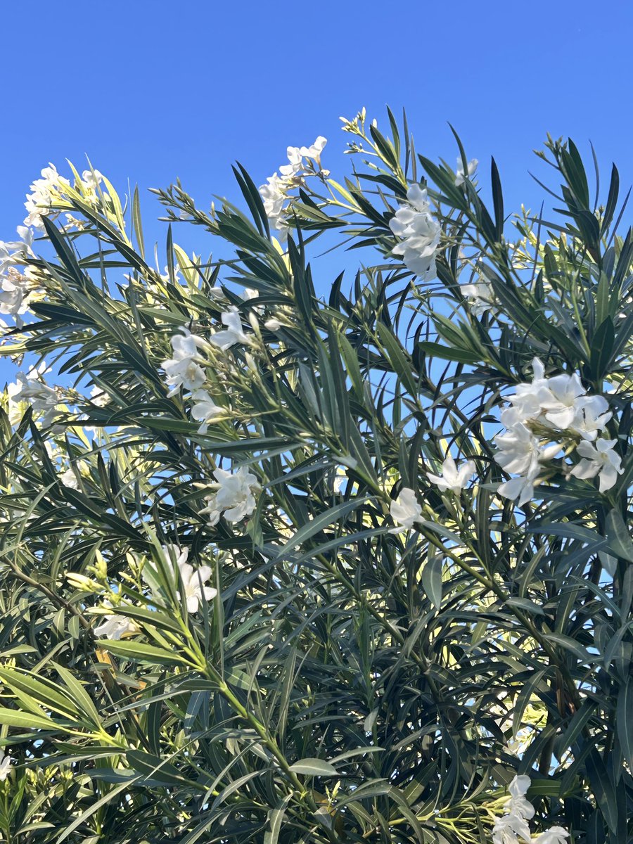 Occitania32's tweet photo. White oleanders.
#oleanders #Arizona #nature https://t.co/Mi17REsOio