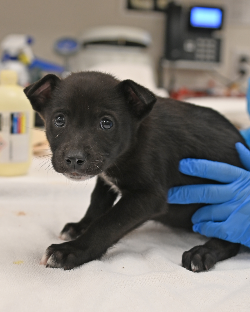 Helen Woodward Animal Center tweet media