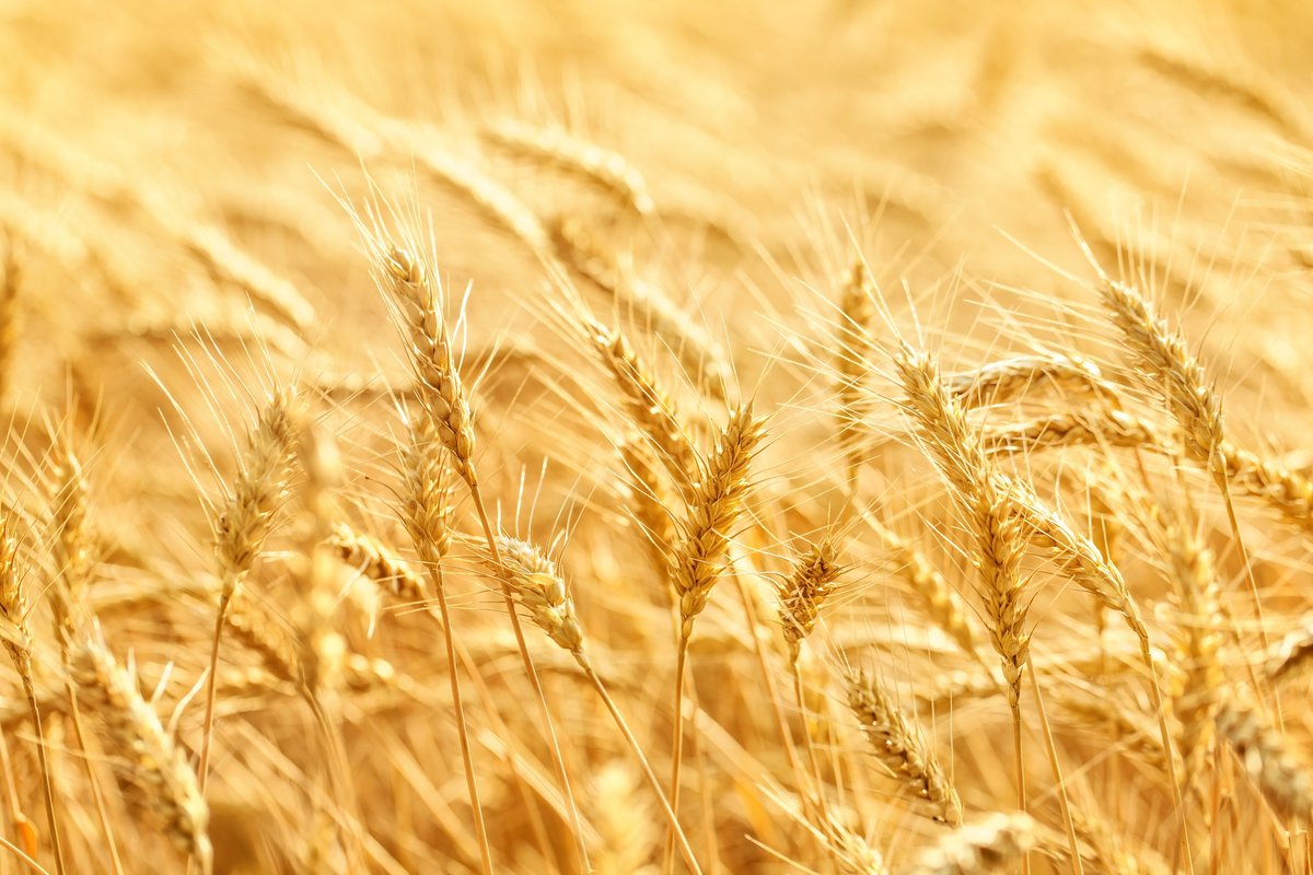 TradeWithAFS's tweet photo. APK Inform forecasts Ukraine wheat production in 2026 at 20 mmt, down from 23.2 mmt in 2025. https://t.co/MaSx1KqdC1 #agmarketview #commodities #futures #MarkSoderbergReport https://t.co/yuu0tLQs2i