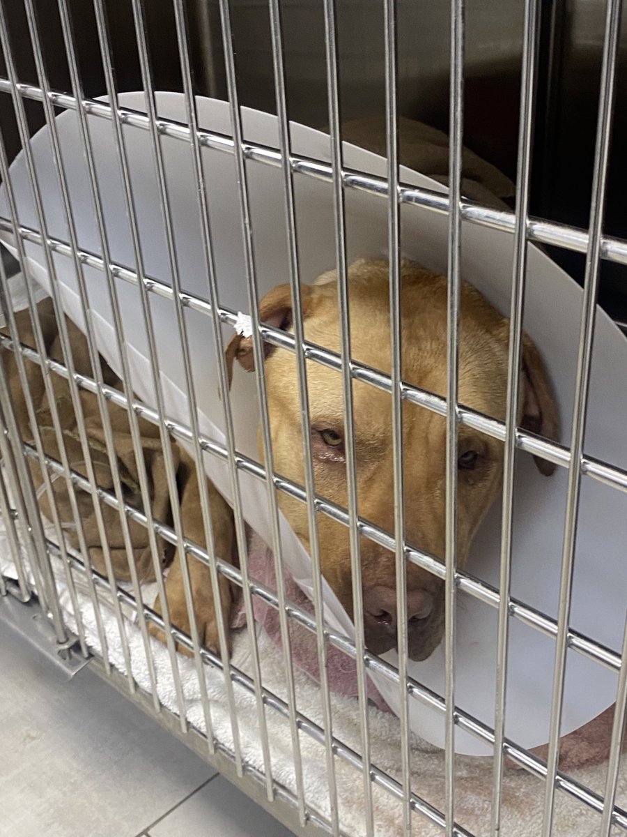 Iza_2021's tweet photo. We have named them Angel (husky boy) and Hope (pittie girl) they’re both sweethearts and deserve the world 🙏🏼
Please see how you can help below👇🏼 https://t.co/9InBxJzdzA