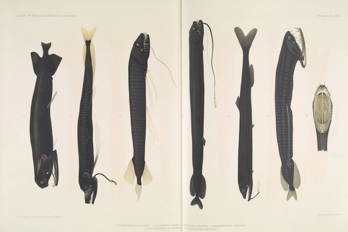 1.Photostomias guernei 2.Malacosteus niger 3.Eustomias braueri 4 ...
