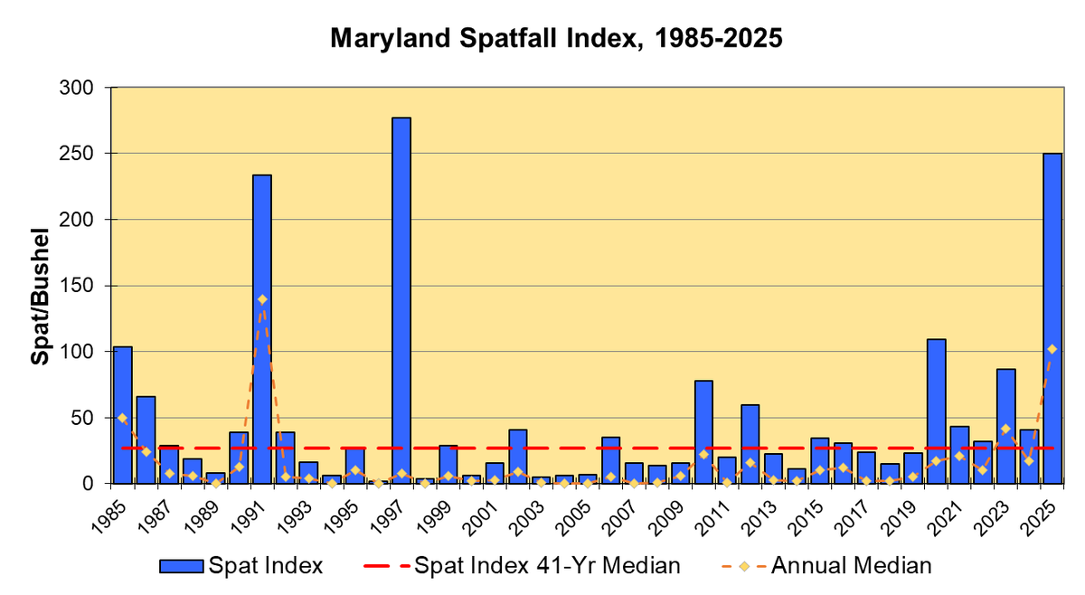 MarylandDNR's tweet photo. Governor Wes Moore today announced a historic year for oyster reproduction in Maryland waters. According to the Maryland Department of Natural Resources, the concentration of new oysters in 2025 was nearly six times higher than the long-term spatset average and the second highest ever recorded in the 41-year modern history of the state's annual fall oyster survey. 

The survey results are a milestone in the recovery of the Chesapeake Bay’s oysters, which are crucial to the health of the Bay and an important economic resource. Preliminary results indicate that the Maryland oyster population is growing throughout state waters at levels not seen in decades, while rates of mortality and disease remain low.

Oysters have been faring well in Maryland in the past several years, as favorable environmental conditions have benefited the species and the state has sustained its investment in oyster restoration. A 2025 benchmark assessment found that oyster populations had more than tripled since 2005, to more than 7.6 billion adult oysters as of 2023. In August, Maryland announced it had completed initial restoration for the ambitious project to bring back oyster populations and habitats in five rivers by 2025.

There are plenty of oysters out there, and now is a great time to buy Maryland oysters and support watermen. With shell recycling programs, the oysters you eat can help build more oyster habitat in the Bay.

Read the full press release: https://t.co/GrFGcv6Gst